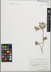 Foto von Salix kochiana Trautv.